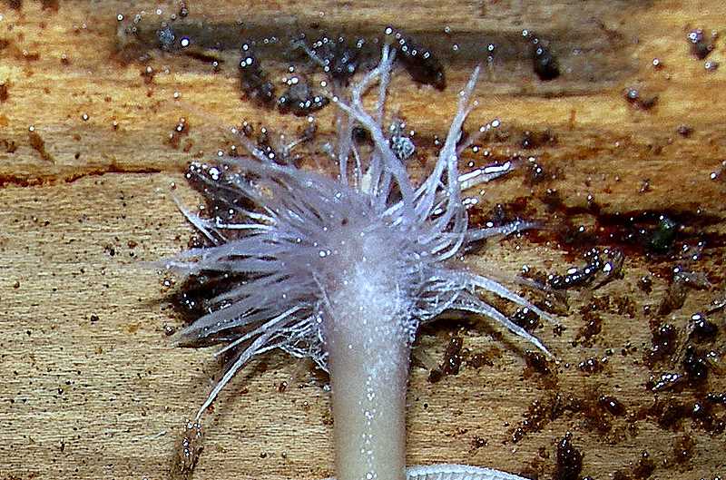 Specie 2006 :    Baeospora myriadophylla     (Peck) Singer